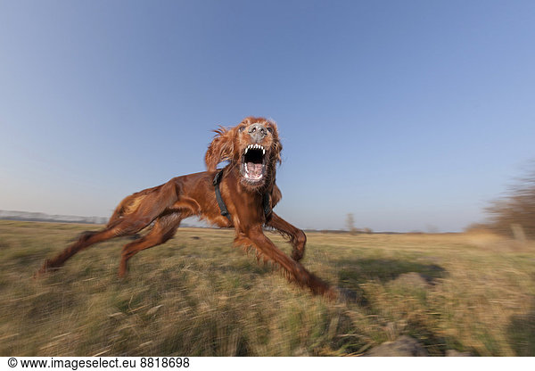 Irish Setter dog displaying playful aggressive behavior  Wustermark  Brandenburg  Germany