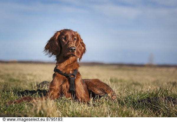 Irish Setter dog lying in a field  Wustermark  Brandenburg  Germany