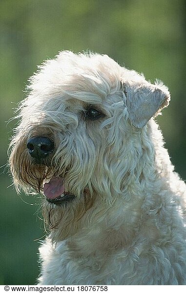 Irish Soft Coated Wheaten Terrier (Saeugetiere) (mammals) (animals) (Haushund) (domestic dog) (Haustier) (Heimtier) (pet) (außen) (outdoor) (Gegenlicht) (back light) (Kopf) (head) (Porträt) (portrait) (adult)