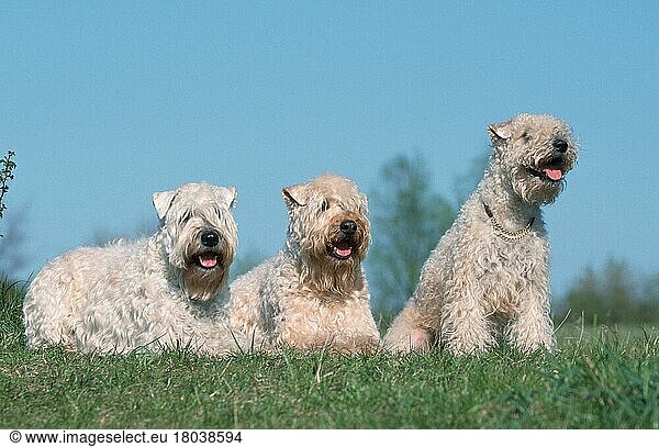 Irish Soft Coated Wheaten Terrier (Saeugetiere) (mammals) (animals) (Haushund) (domestic dog) (Haustier) (Heimtier) (pet) (außen) (outdoor) (Querformat) (horizontal) (Wiese) (meadow) (liegen) (lying) (sitzen) (sitting) (adult) (Gruppe) (group) (drei) (three)