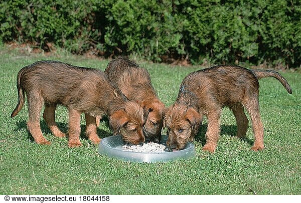 Irish Terrier  puppies  9 weeks  eating together  Welpen  9 Wochen  fressen gemeinsam