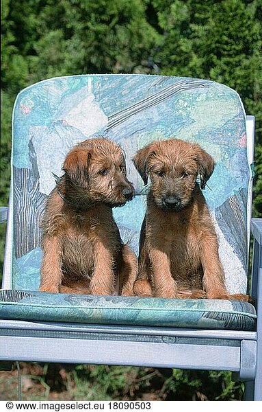 Irish Terrier  puppies  9 weeks old  Welpen  9 Wochen alt (Saeugetiere) (mammals) (animals) (Haushund) (domestic dog) (Haustier) (Heimtier) (pet) (Jungtier) (young) (puppy) (außen) (outdoor) (frontal) (head-on) (von vorne) (sitzen) (sitting) (Paar) (pair) (couple) (zwei) (two) (Gartenstuhl chair)