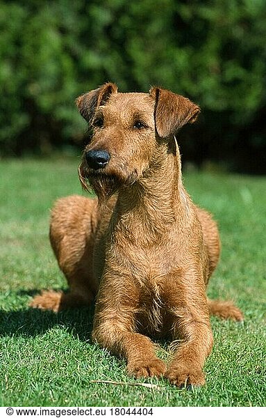 Irish Terrier (Saeugetiere) (mammals) (animals) (Haushund) (domestic dog) (Haustier) (Heimtier) (pet) (außen) (outdoor) (frontal) (head-on) (von vorne) (Wiese) (meadow) (liegen) (lying) (adult)