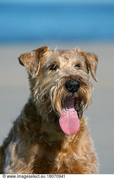 Irish Terrier (Saeugetiere) (mammals) (animals) (Haushund) (domestic dog) (Haustier) (Heimtier) (pet) (außen) (outdoor) (Porträt) (portrait) (hecheln) (panting) (adult)