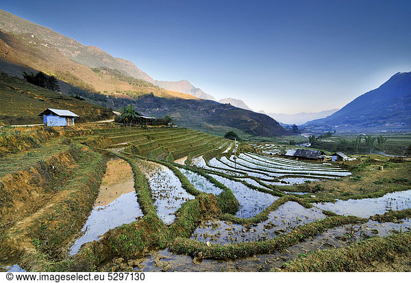 Irrigated rice terraces  rice paddies in Sapa or Sa Pa  Lao Cai province  northern Vietnam  Vietnam  Southeast Asia  Asia