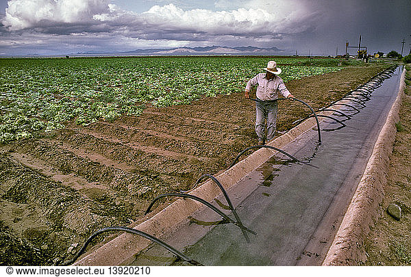 Irrigating Lettuce Plants