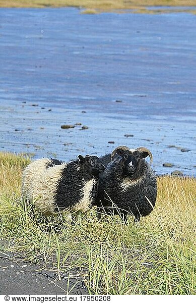Isländisches Schaf  zwei Tiere  Reynisdrangar  Skeiðflötur  Island  Europa