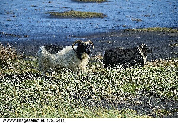 Isländisches Schaf  zwei Tiere  Reynisdrangar  Skeiðflötur  Island  Europa