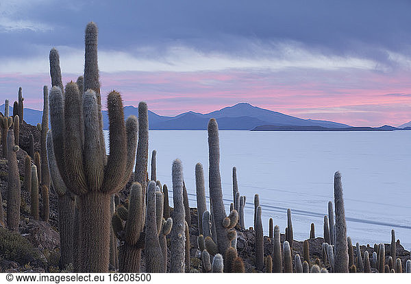 Isla del Pescado sunset with cacti and dramatic sky  Potosi  Bolivia  South America