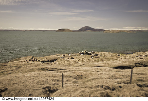 Island  Schafe am Myvatn-See