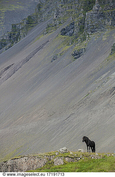 Islandpferd auf dem Gipfel eines Hügels