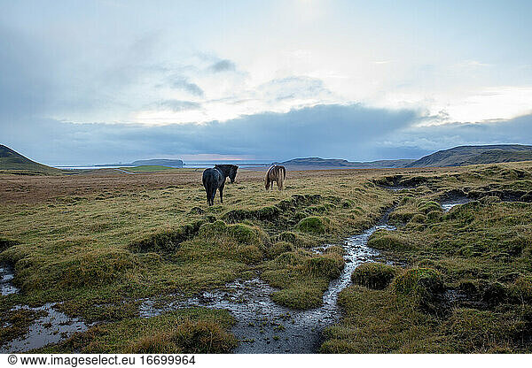 Islandpferde auf der Weide bei regnerischem Wetter