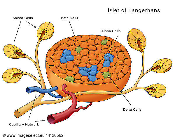 Islets of Langerhans Islets of Langerhans, Diagram,alpha cells ...