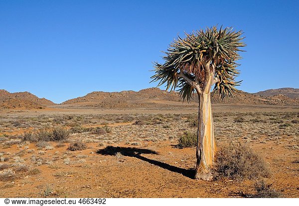 Isolated tree aloe  Aloe dichotoma  Goegap Nature Reserve  Namaqualand  South Africa