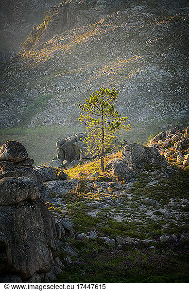 Isolated tree on a mountain landscape in Geres park  Portugal