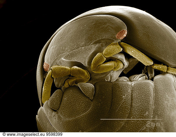 Isopoda aufgerollt in defensiver Position SEM