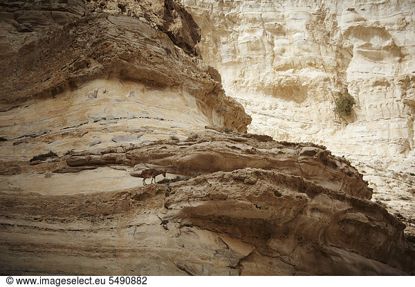 Israel  Blick auf Bergziege bei einem Avdaat-Canyon