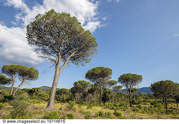 Italian stone pines (Pinus pinea)  National Nature Reserve of Plaine des Maures  Vidauban  Var  France
