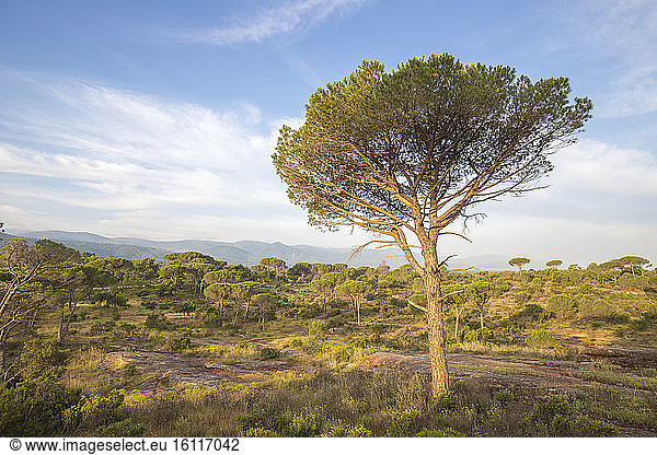 Italian stone pines (Pinus pinea) National Nature Reserve of Plaine des Maures Vidauban Var France