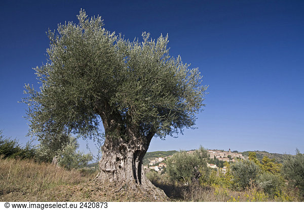 Italien,  Toskana,  Olivenbaum