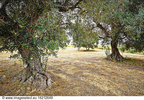 Italien  Apulien  Olivenbäume im Feld