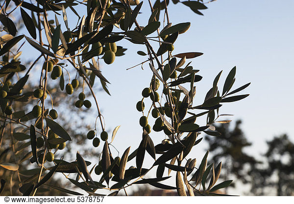 Italien  Ligurien  Cinque Terre  Olivenbaumzweig mit Oliven