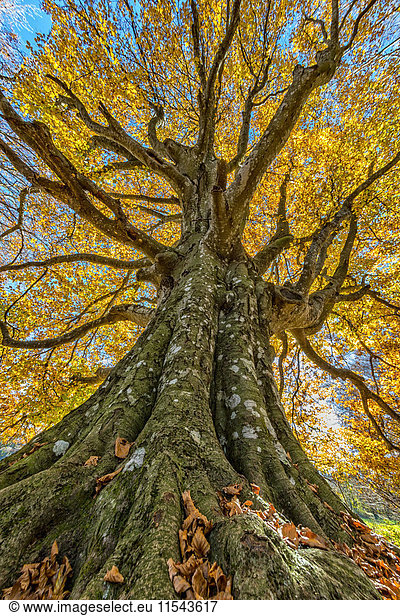Italien  Marken  Baum im Herbst  Tiefblick