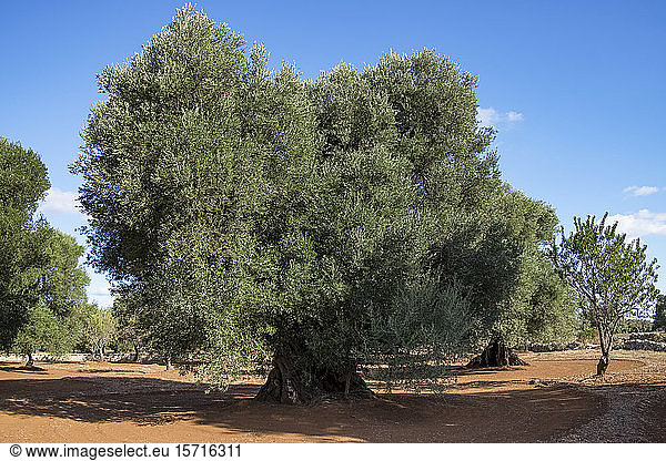 Italien  Provinz Brindisi  Carovigno  Großer grüner Olivenbaum