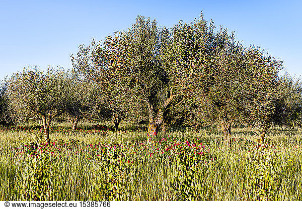Italien  Sardinien  Wiese mit Bäumen