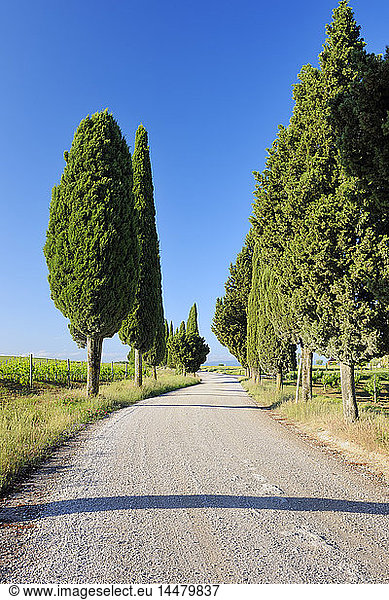 Italien  Siena  Val d'Orcia  von Zypressen gesäumte unbefestigte Straße  Cupressus sempervirens