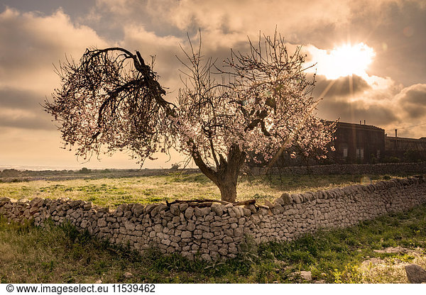 Italien  Sizilien  blühender Mandelbaum und Sonnenschein