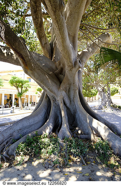 Italien Sizilien Mazara del Vallo Feigenbaum Moreton Bay Feige Ficus macrophylla