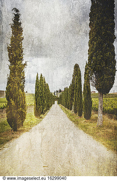 Italien  Toskana  Chianti-Gebiet  Blick auf eine von Zypressen gesäumte Straße