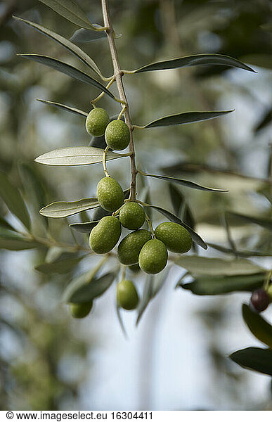 Italien  Toskana  Oliven auf Zweig