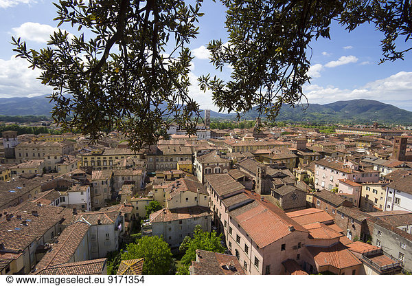 Italien  Toskana  Provinz Lucca  Lucca  Blick vom Torre Guinigi zur Kathedrale