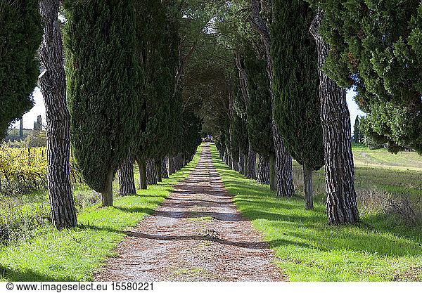 Italien  Toskana  Provinz Siena  Crete Senesi  Blick auf von Bäumen gesäumte Schotterstraße