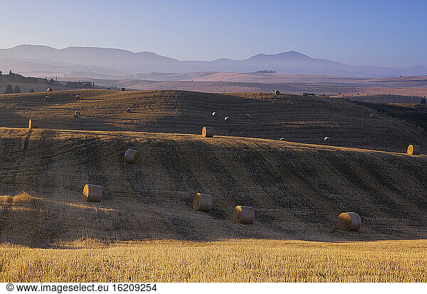Italien  Toskana  Strohballen auf abgeernteten Maisfeldern