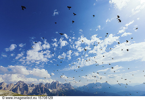 Italien  Trentino-Südtirol  Großer Vogelschwarm über den Dolomiten