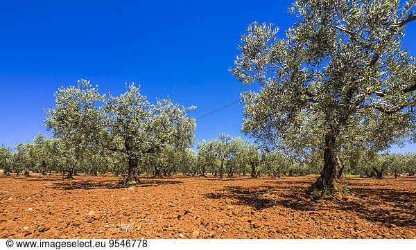 Italky  Sizilien  Provinz Trapani  Campobello Di Mazara  Olivenbäume