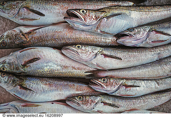 Italy  Apulia  Fresh codfish in market