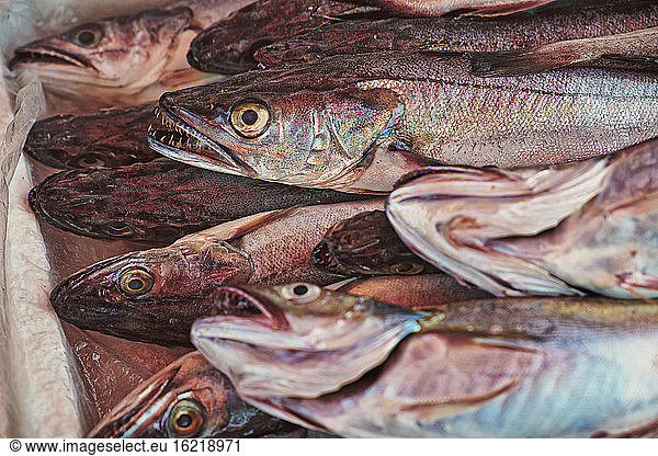 Italy  Apulia  Fresh fish hake in market