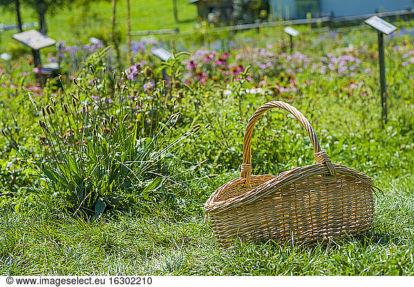 Italy  Bolzano  basket in herb garden