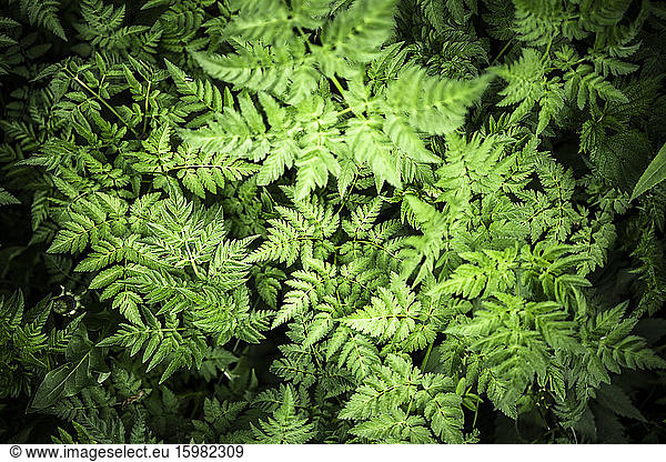 Italy  Close-up of green growing ferns