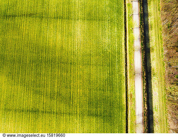 Italy  Friuli Venezia Giulia  Marano  Aerial view of country road stretching along green field