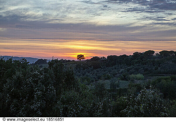 Italy  Lazio  Farnese  Grove of trees at sunset