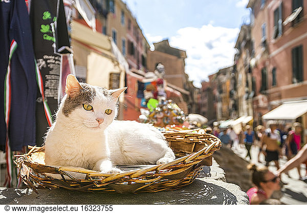 Italy  Liguria  Vernazza  one cat lying in a basket