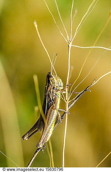 Italy  Lombardy  Grasshopper
