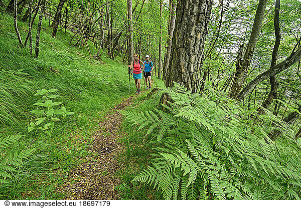 Italy  Province of Belluno  Pair of hikers following Alta Via Dolomiti Bellunesi trail through lush green forest