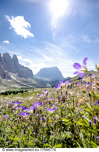 Italy  South Tyrol  Purple wildflowers blooming in Gardena Pass