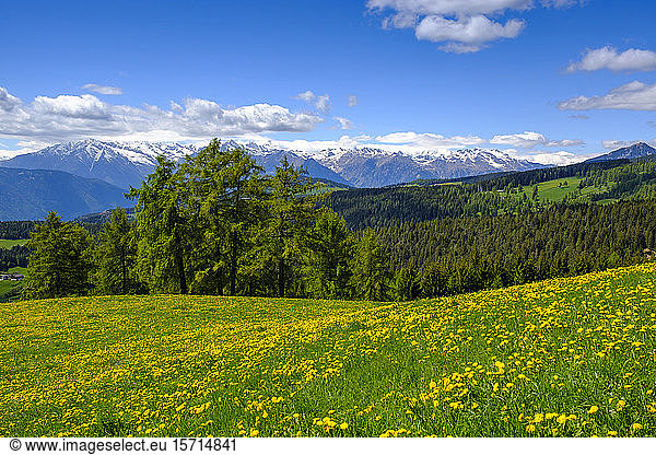 Italy  South Tyrol  Salten  Dandelions blooming in countryside meadow